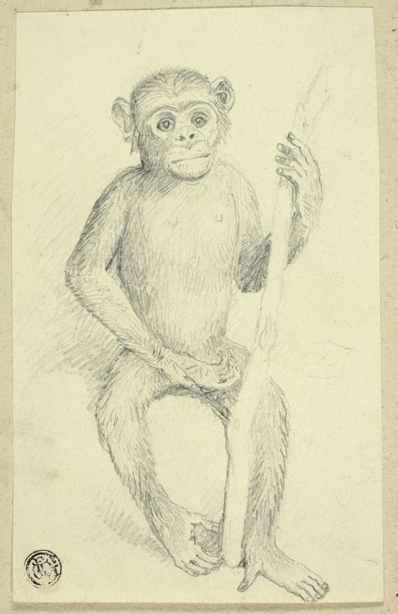 Orangutan by Edwin Henry Landseer