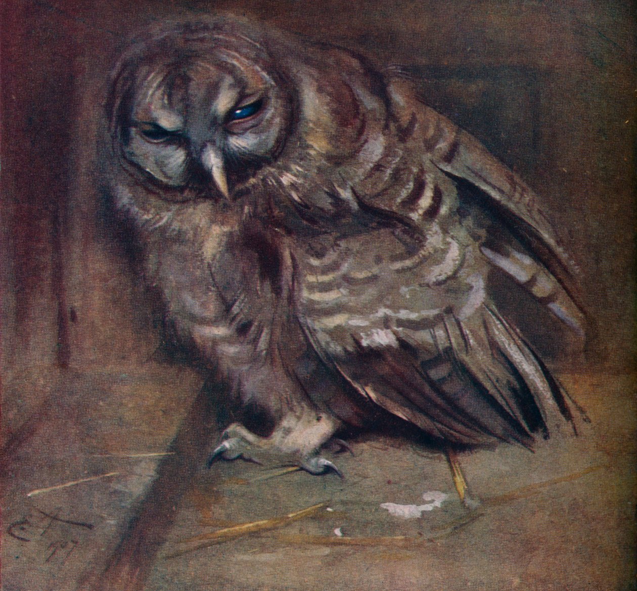 A Young Brown Owl by Edwin John Alexander