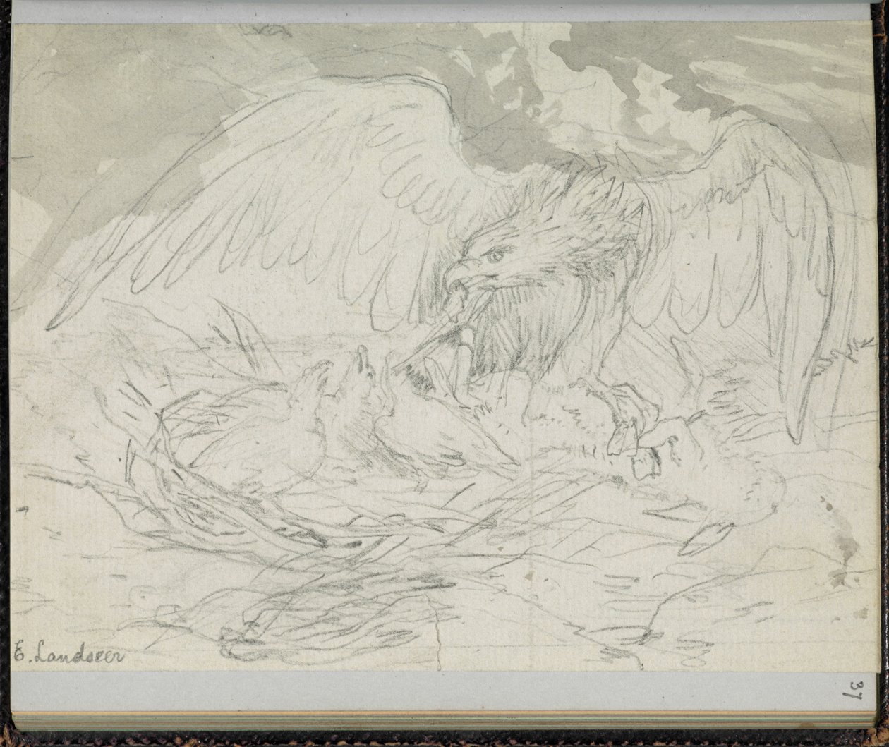 F. 37: A bird of prey feeding chicks, from a 