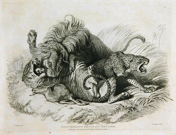 Contending Group after Nature, plate 6 from Twenty Engravings of Lions, Tigers, Panthers & Leopards... engraved by Thomas Landseer, 1823 by Edwin after Landseer
