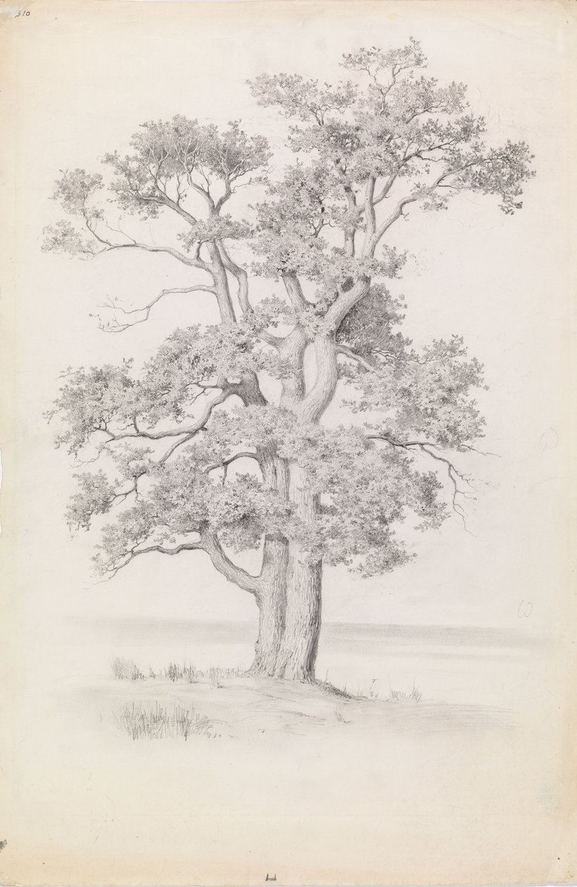 Oak by Eero Järnefelt