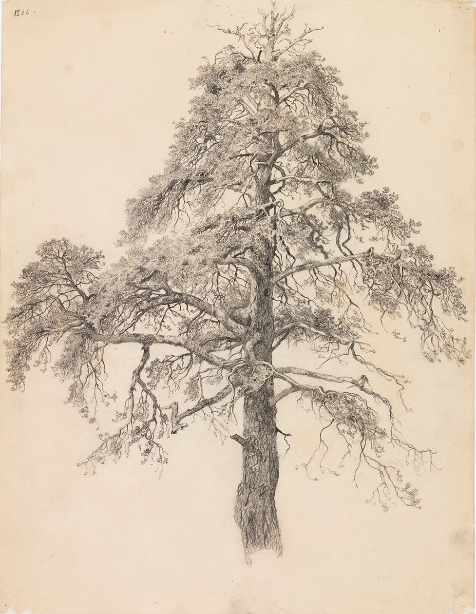 Pine Top by Eero Järnefelt
