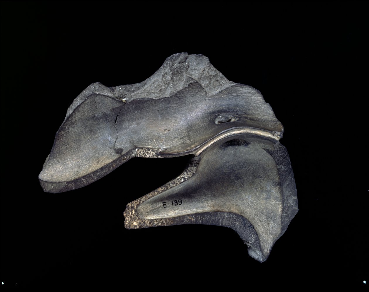 Reverse of a Fragment of Carved Dish with Duck Motifs, Early Dynastic Period by Egyptian