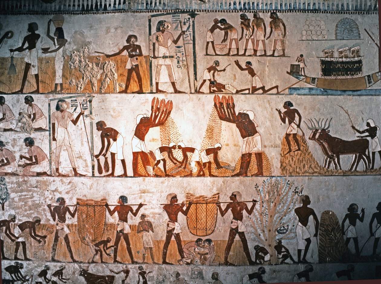 Harvesting Scene, Mural Painting in the Tomb of Menna at Elwet, c. 1400 BC by Egyptian 18th Dynasty