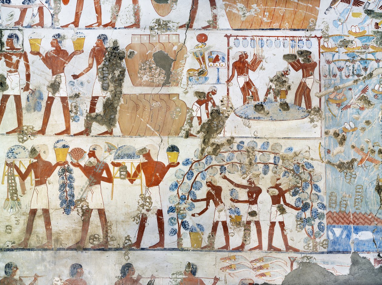 Mural Paintings, Vine Harvest and Winemaking by Egyptian 18th Dynasty