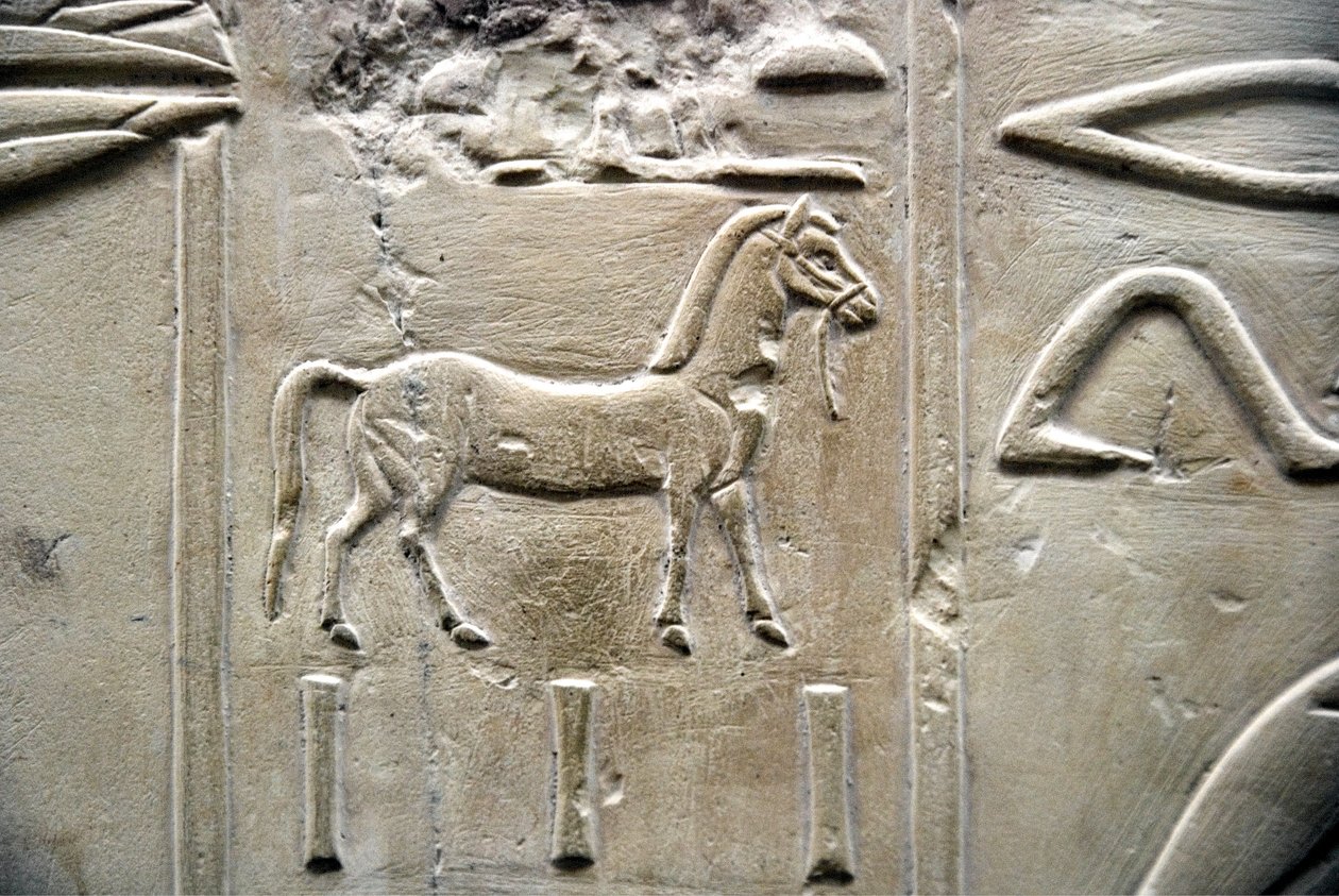 Egyptian antiquity: representation of a horse. Low relief of the Tomb of the Vizir Ramose by Egyptian 18th Dynasty