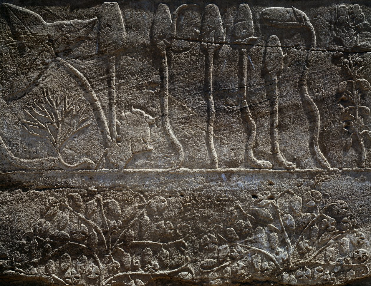 Plants Brought Back from Thutmose III