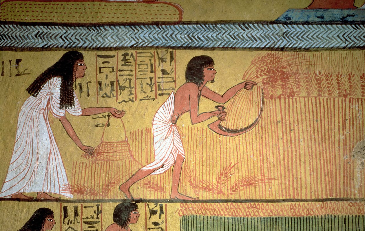 Detail of a harvest scene on the East Wall, from the Tomb of Sennedjem, The Workers