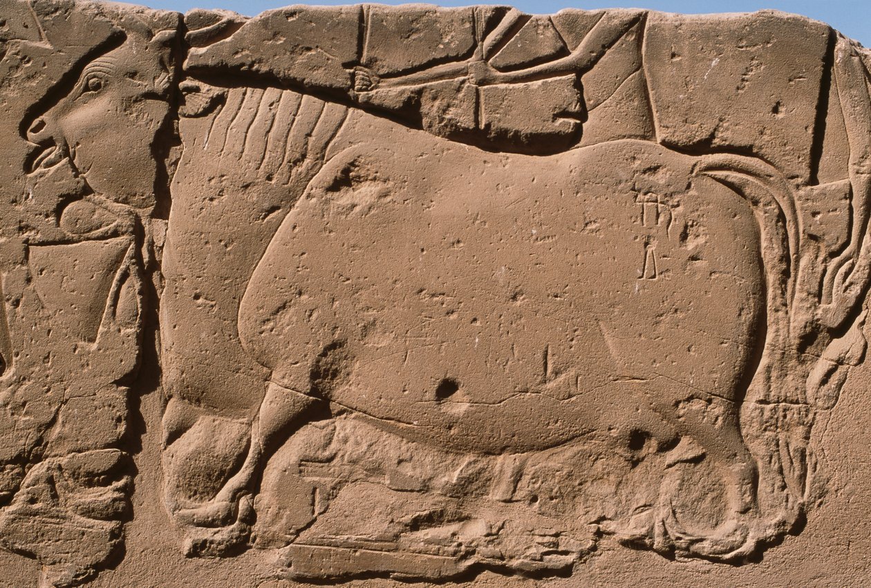 Detail of a relief depicting a cow (detail) by Egyptian 19th Dynasty
