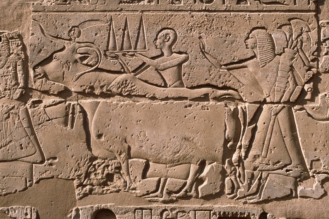 Detail of a relief depicting men leading a cow, Ramesses II (1298-32 BC) courtyard by Egyptian 19th Dynasty