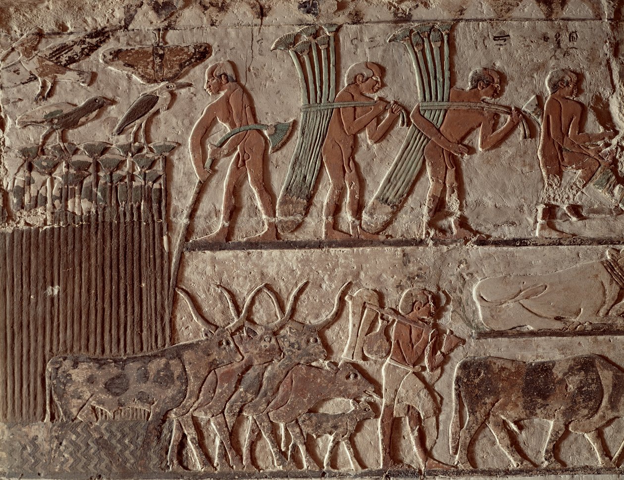 Harvesting Papyrus and a Group of Cows by Egyptian 5th Dynasty