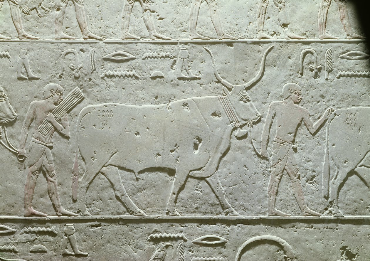 Herdsman leading a bull (detail) by Egyptian 5th Dynasty