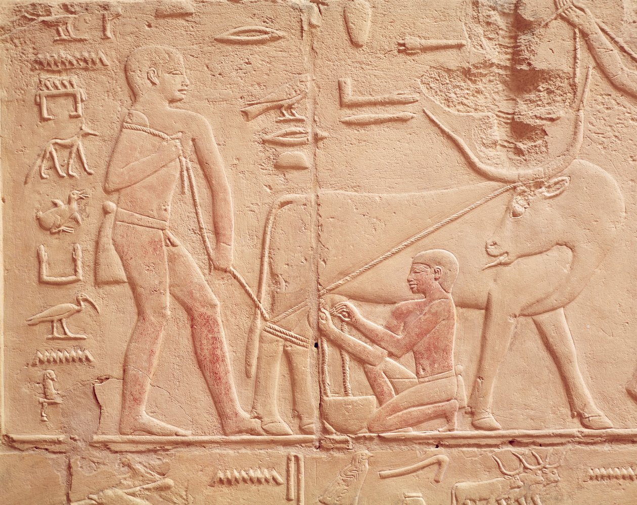 Relief depicting a man milking a cow, from the Mastaba of Kagemni, Old Kingdom by Egyptian 6th Dynasty