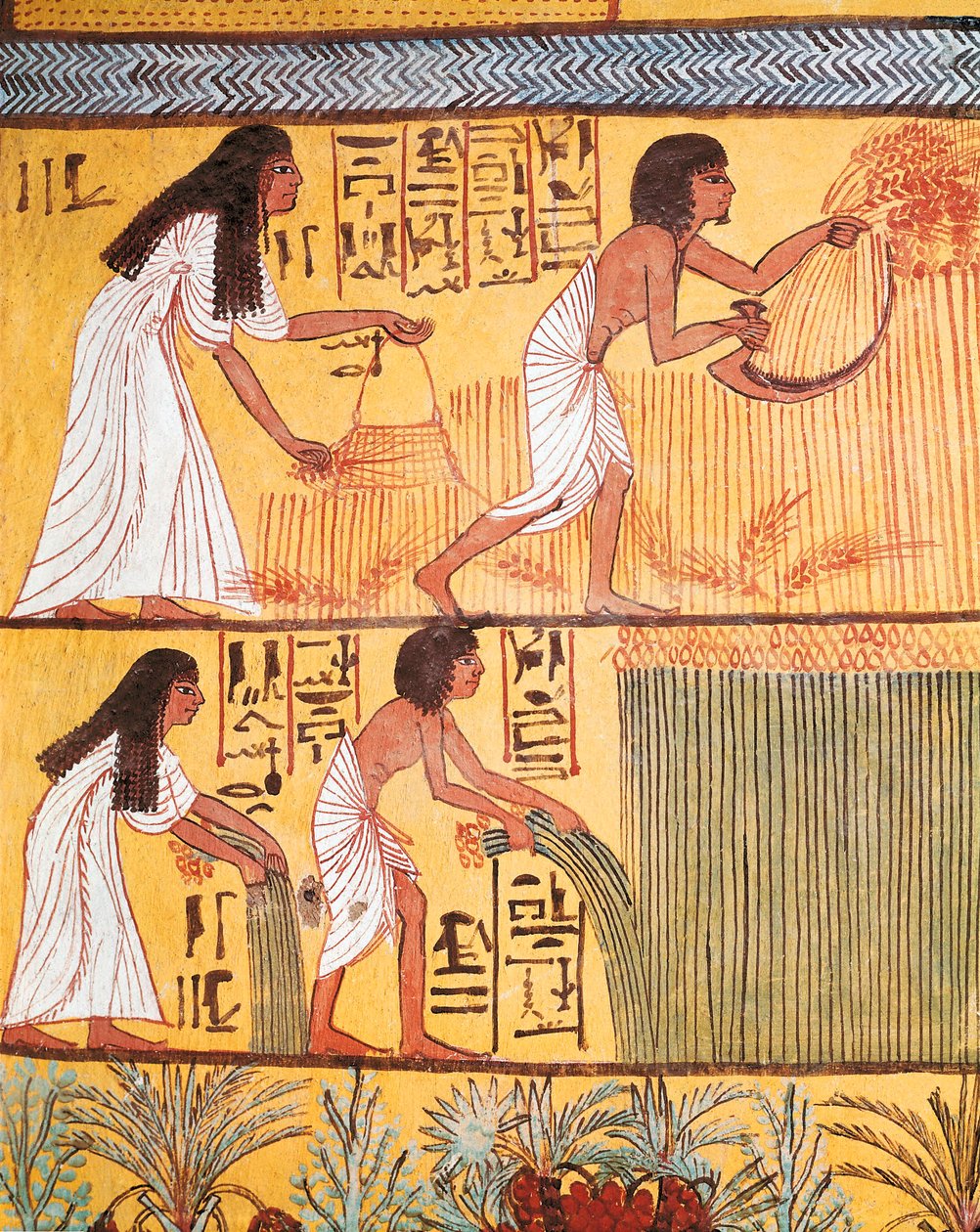 Detail of a harvest scene on the East Wall, from the Tomb of Sennedjem, The Workers
