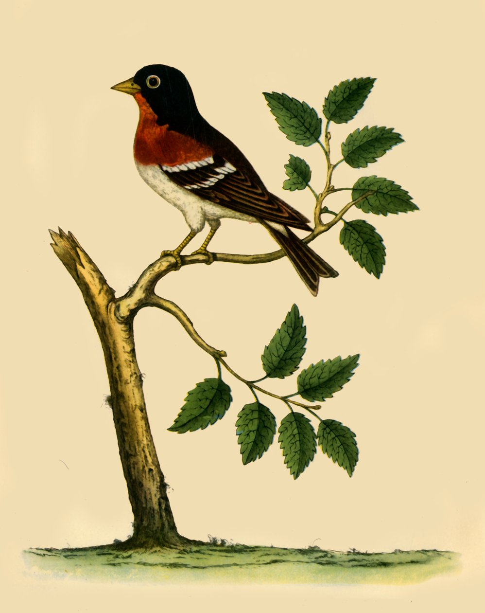Brambling, 1738, 1942 by Eleazar Albin