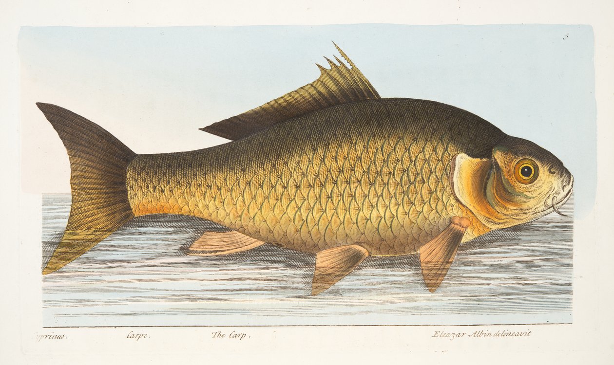 The Carp, from A Treatise on Fish and Fish-ponds, pub.1832 by Eleazar Albin