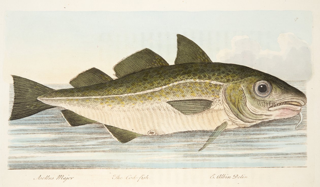 The Cod Fish, from A Treatise on Fish and Fish-ponds, pub.1832 by Eleazar Albin