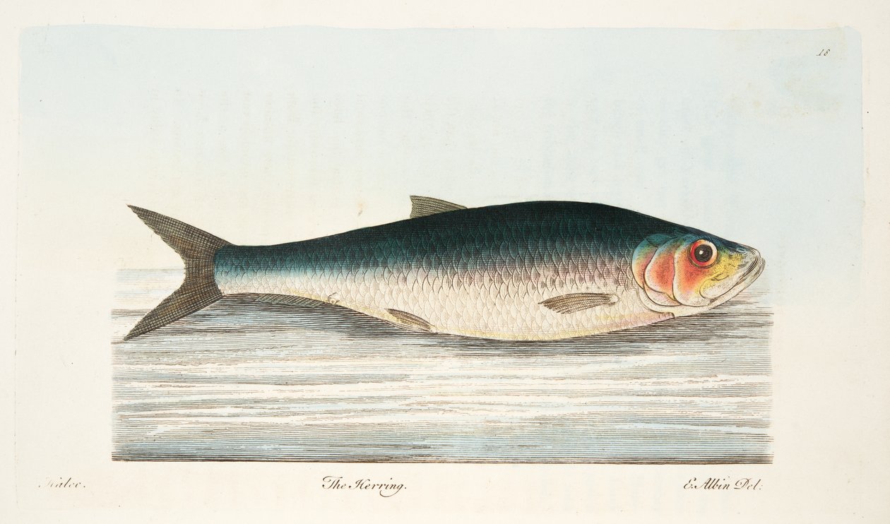 The Herring, from A Treatise on Fish and Fish-ponds, pub.1832 by Eleazar Albin