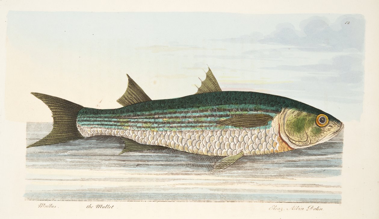 The Mullet, from A Treatise on Fish and Fish-ponds, pub.1832