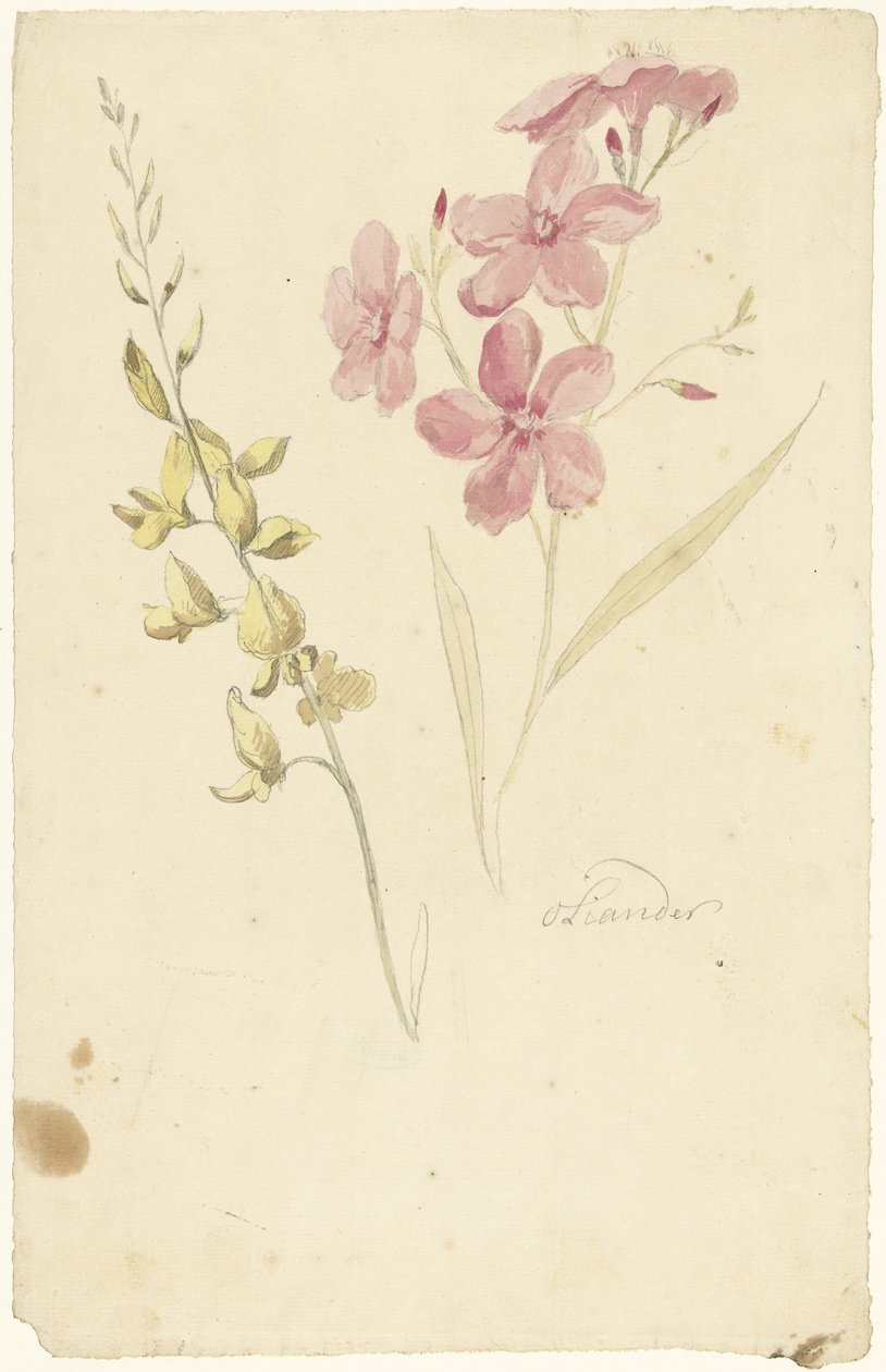Oleander and Broom by Elias van Nijmegen