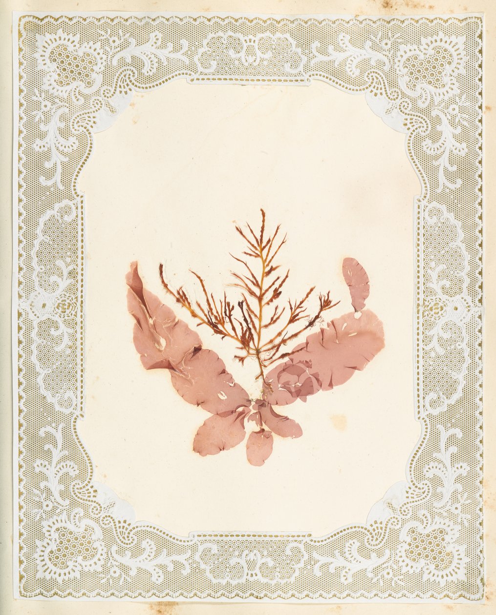 Seaweeds by Eliza A. Jordson