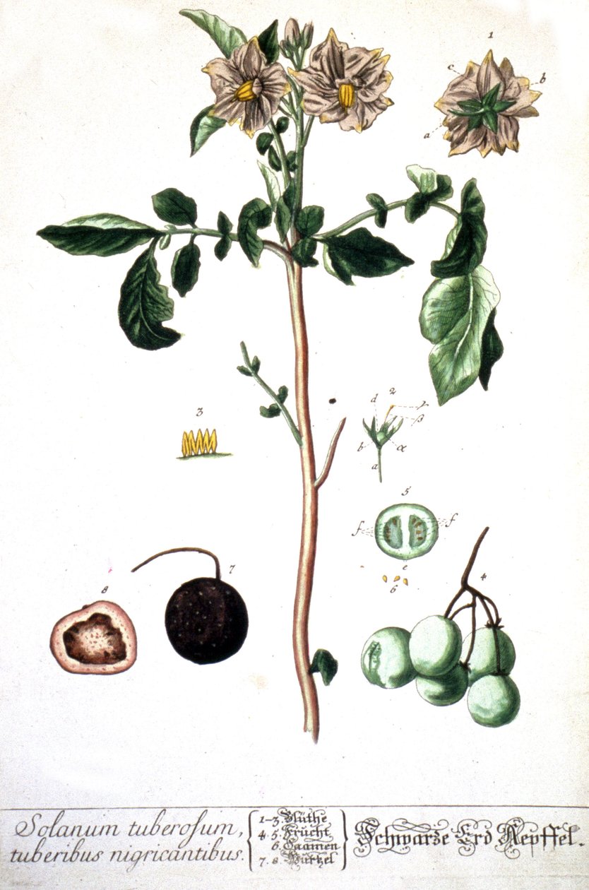 The Potato, 1737 by Elizabeth Blackwell
