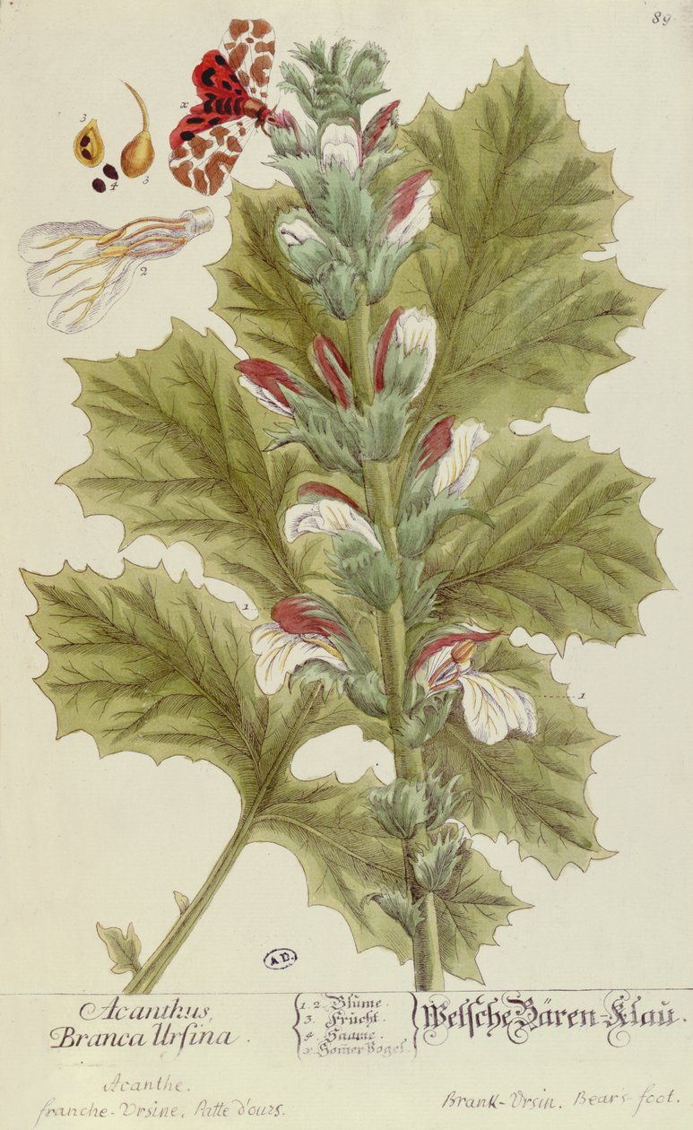 Acanthus Branca Ursina, from A Curious Herbal, published in Nuremburg in 1757 by Elizabeth Blackwell