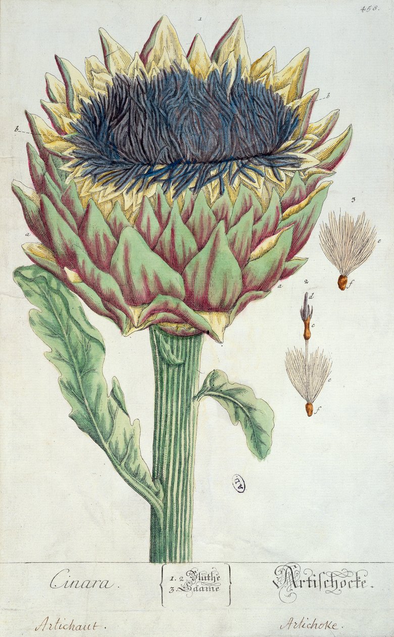 Artichoke, from 