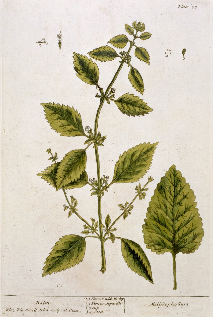 Balm, plate 27 from 