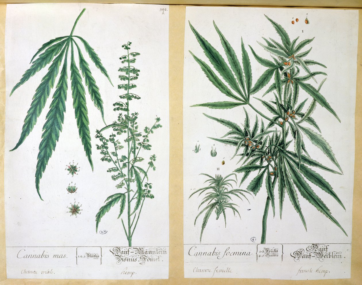 Cannabis Mas and Cannabis Foemina, from 
