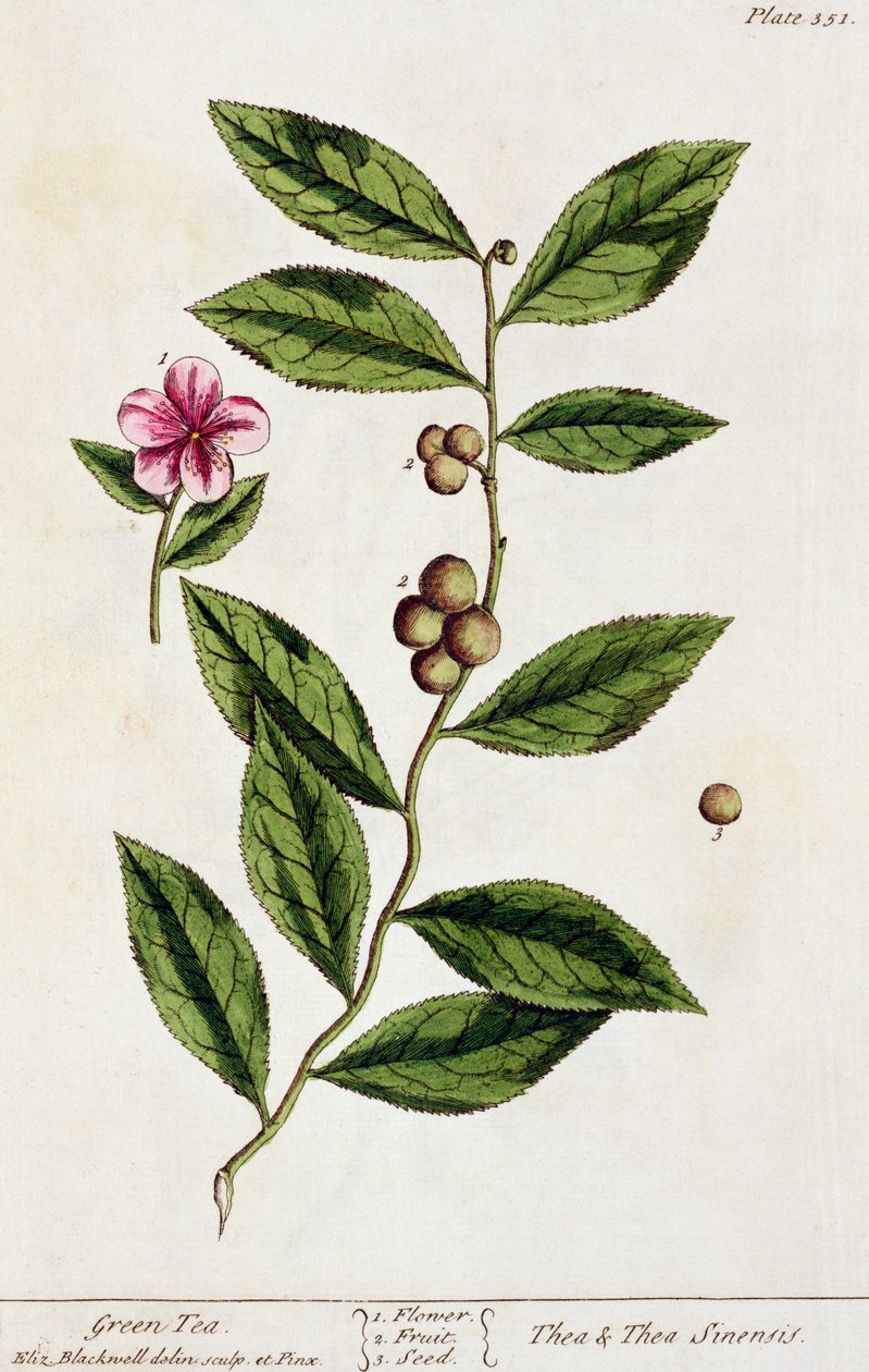 Green Tea, Plate 351 from 