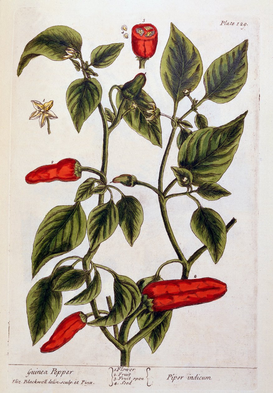 Guinea Pepper, plate 129 from 