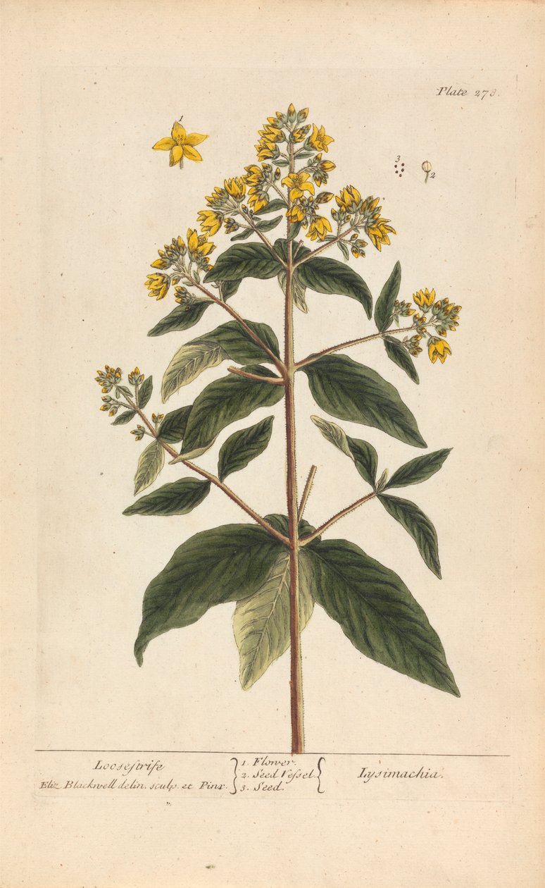 Lysimachia (Loosestrife), Plate 278 from 