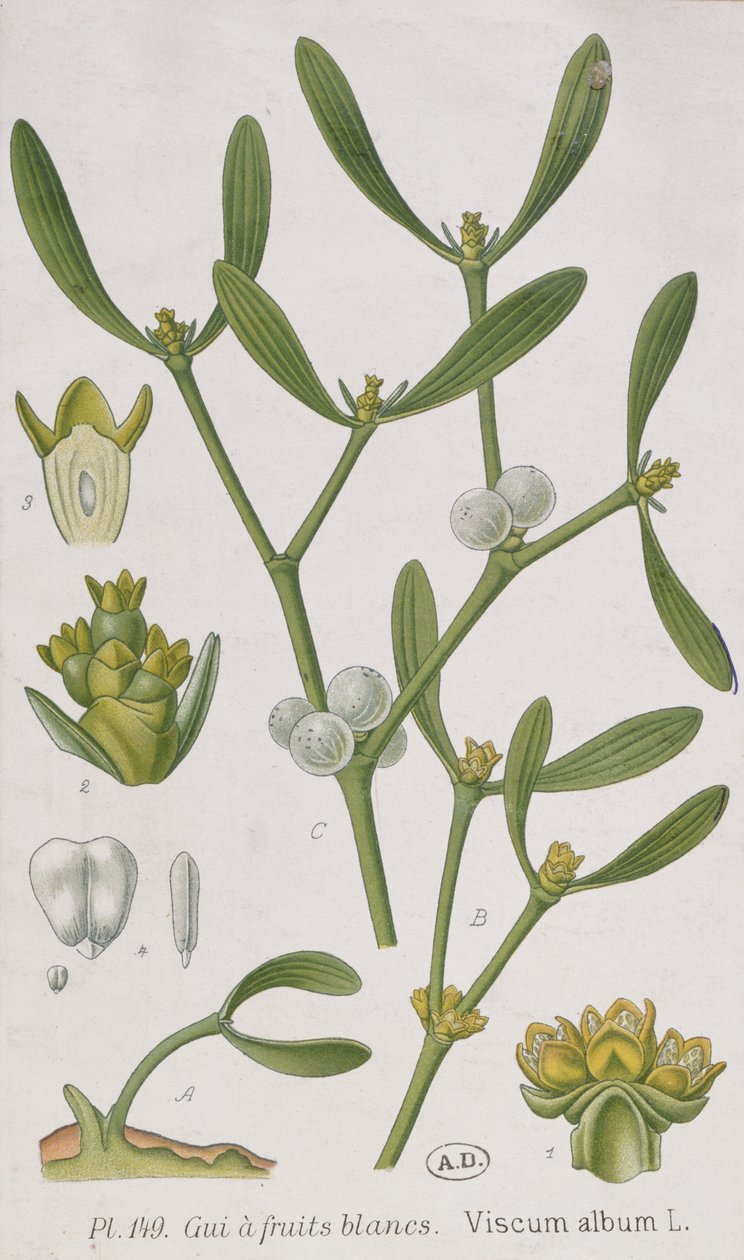 Mistletoe, from 