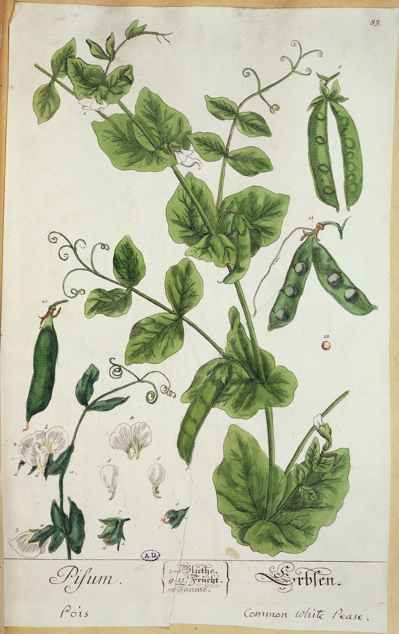 Pea, plate from 