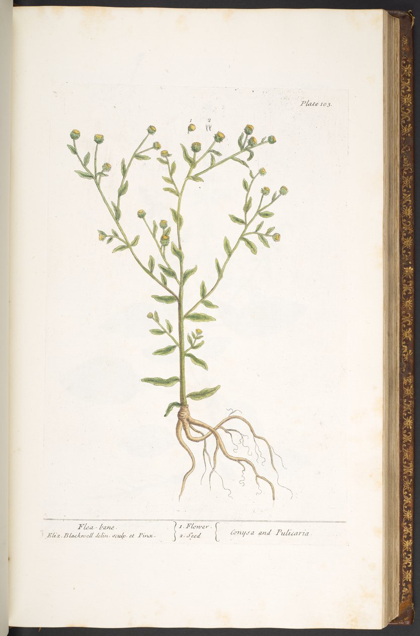 Plate 103, from 