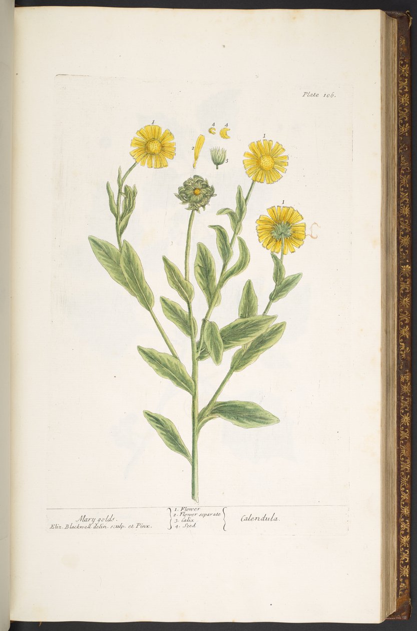 Plate 106, Mary Golds, from 