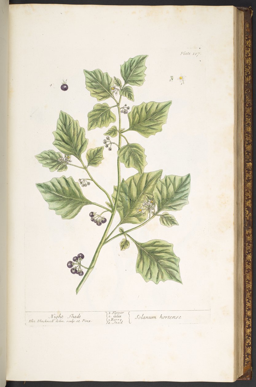 Plate 107, Night Shade, from 