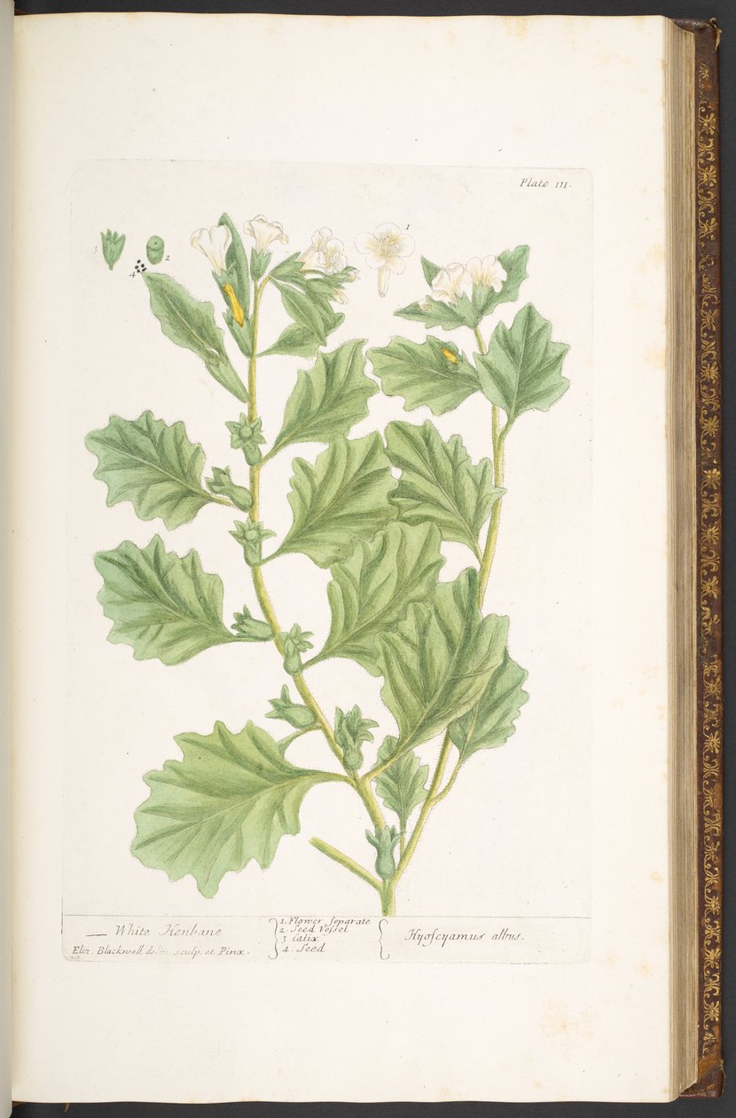 Plate 111, from 