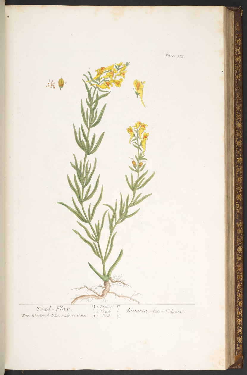 Plate 115, from 