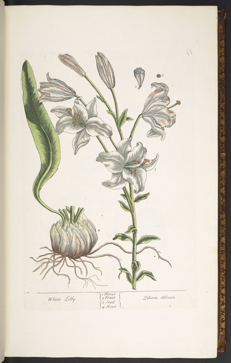 Plate 11, White Lily, from 
