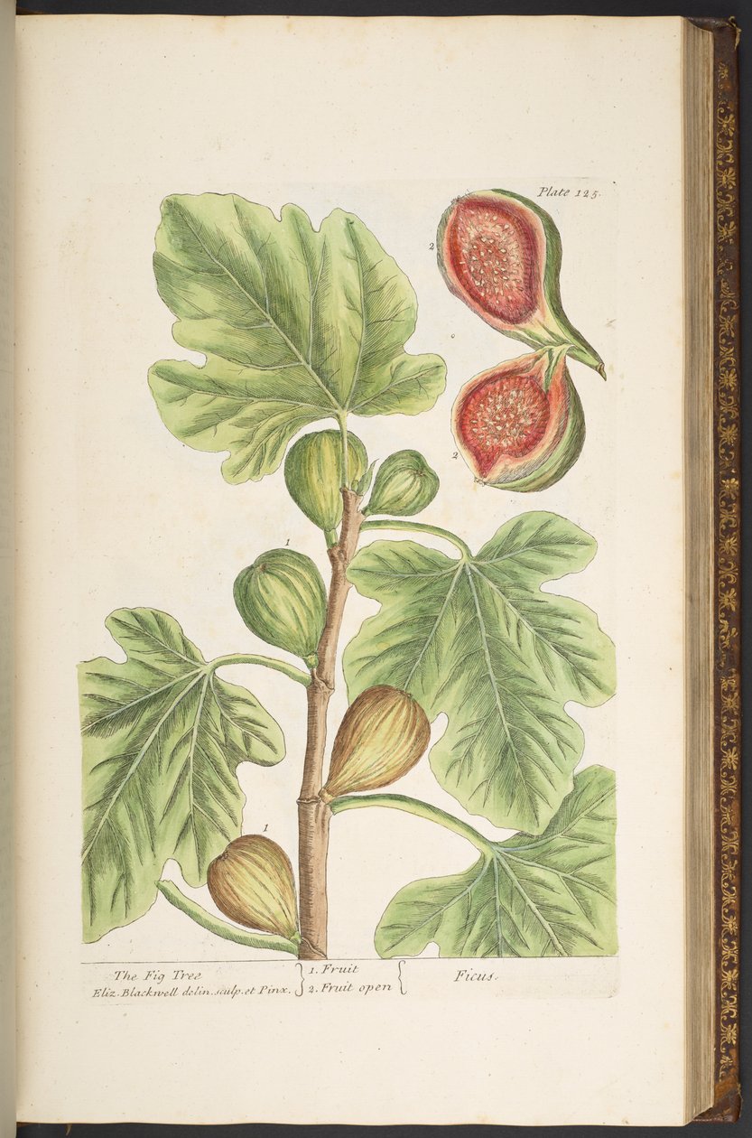 Plate 125, The Fig Tree, from 