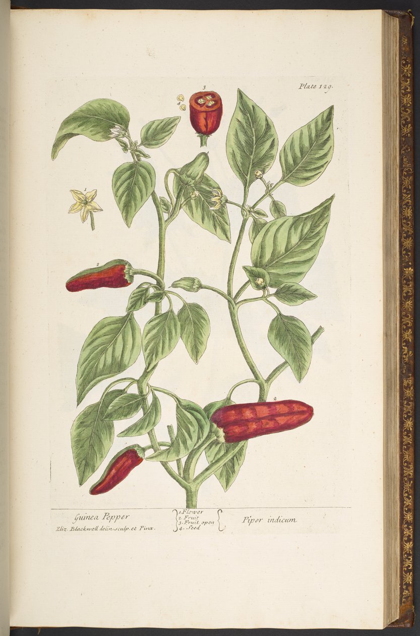 Plate 129, from 