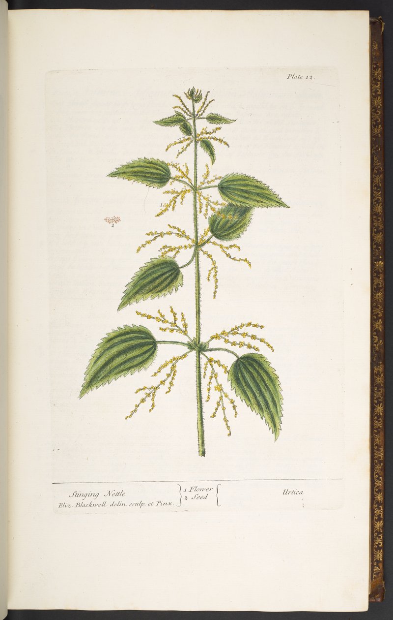 Plate 12, Stinging Nettle, from 