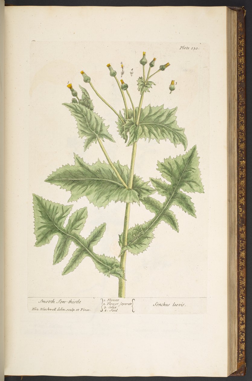 Plate 130, Smooth Son-Thistle, from 