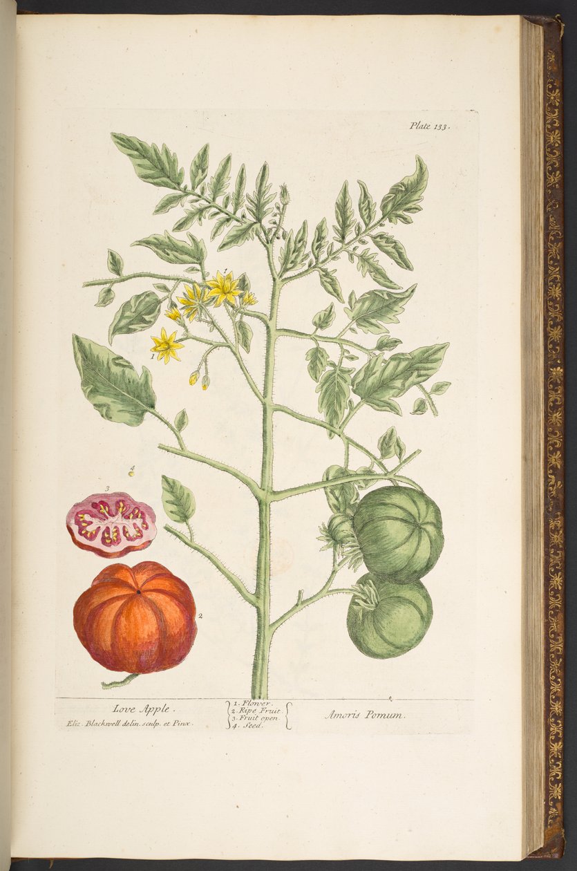 Plate 133, from 