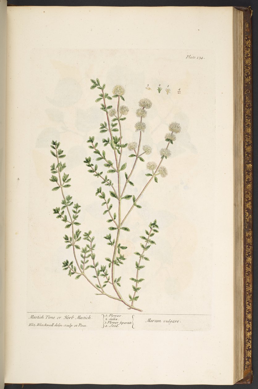 Plate 134, from 