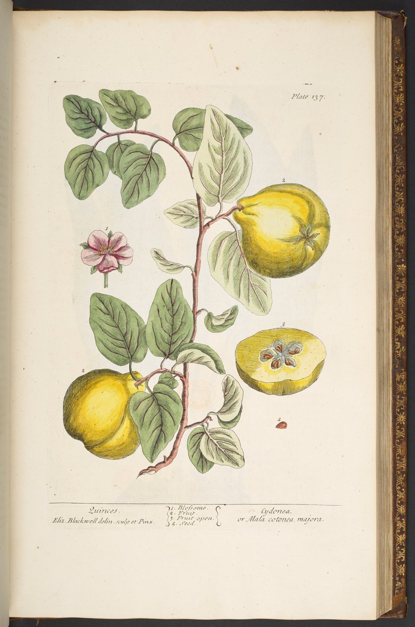 Plate 137, from 