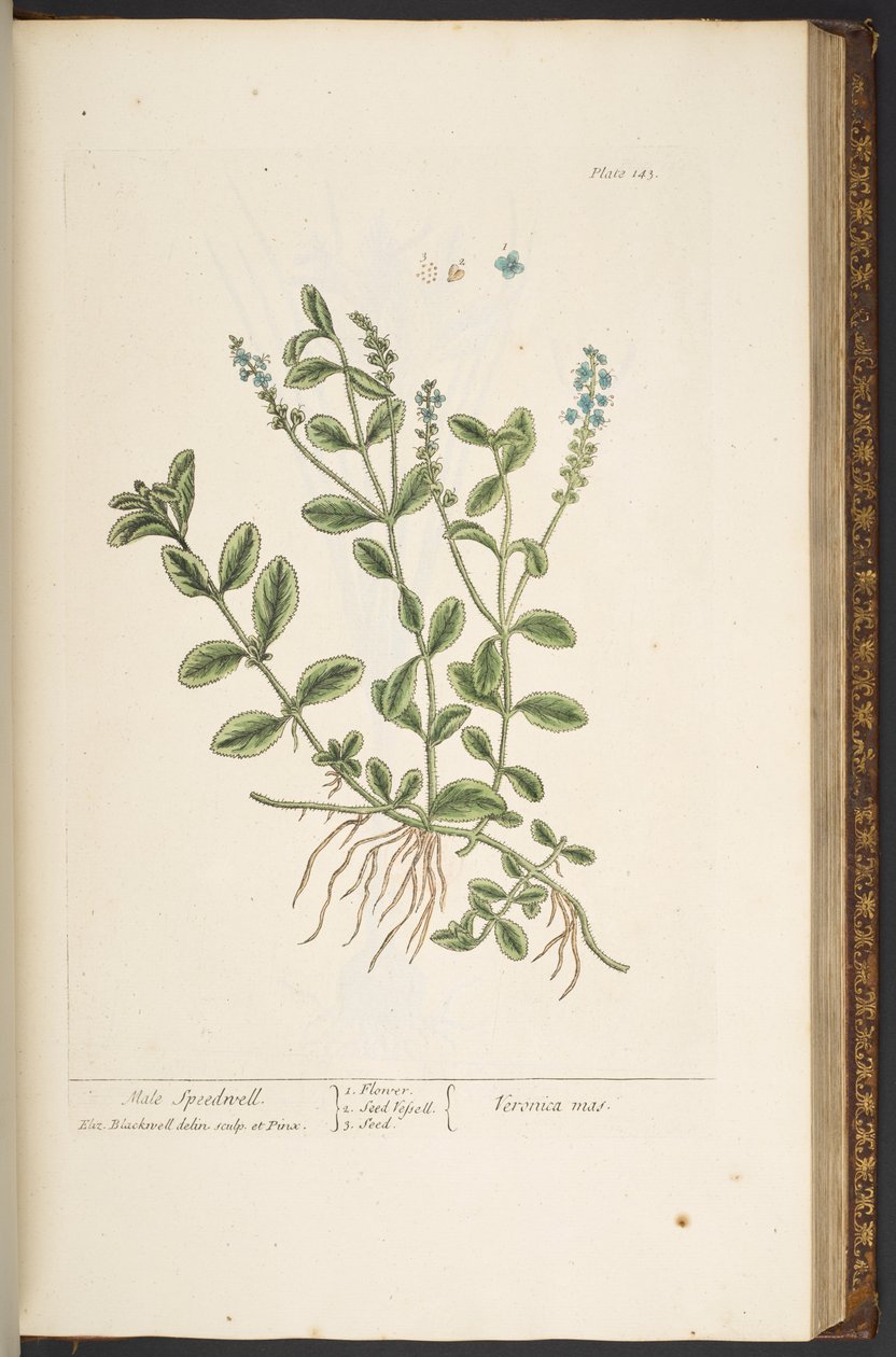 Plate 143, from 