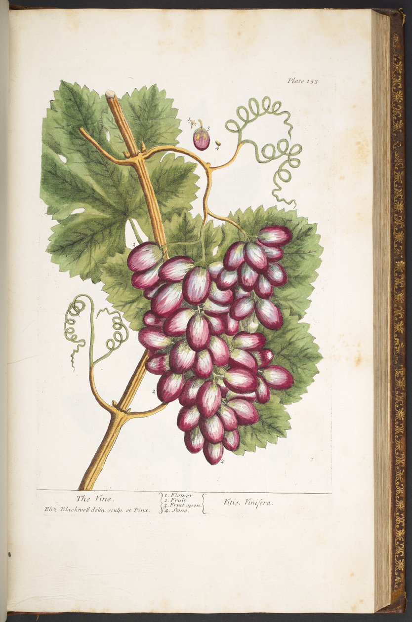 Plate 153, from 